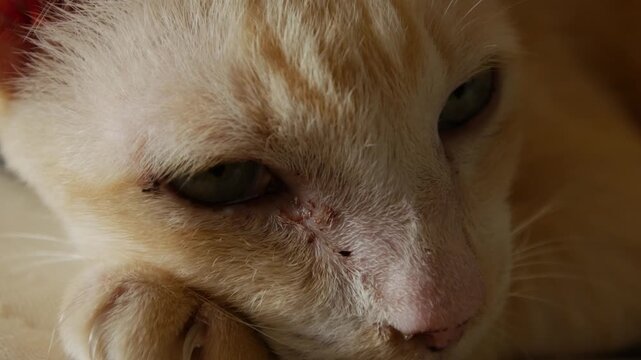 Close Up Profile Portrait of Cream Colored Cat Eye and Whiskers Detail
