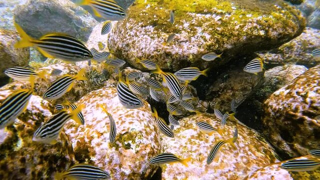 Slow motion video of large schools of fish swimming around a rocky reef at Shelly Beach in Sydney, Australia, 