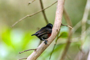 Naklejka premium Van Hasselt's sunbird (male) has a distinctive iridescent green crown