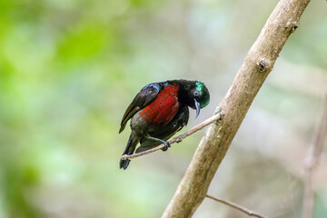 Naklejka premium Van Hasselt's sunbird (male) has a distinctive iridescent green crown