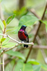 Naklejka premium Van Hasselt's sunbird (male) has a distinctive iridescent green crown