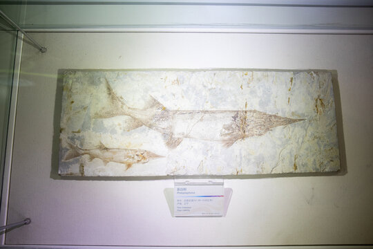 Chinese paddlefish fossil at Shenzhen Dapeng Peninsula National Geopark Museum