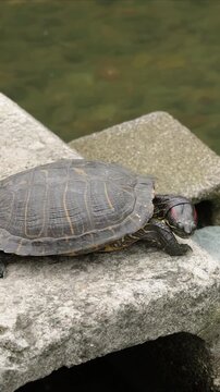 Turtle Basking on Stone Ledge by Water vertical video