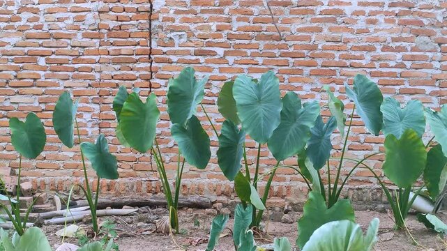 Green taro plants growing in a row in front of a red brick wall background.