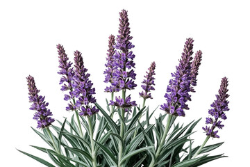 Obraz premium Purple flower spikes with narrow green leaves