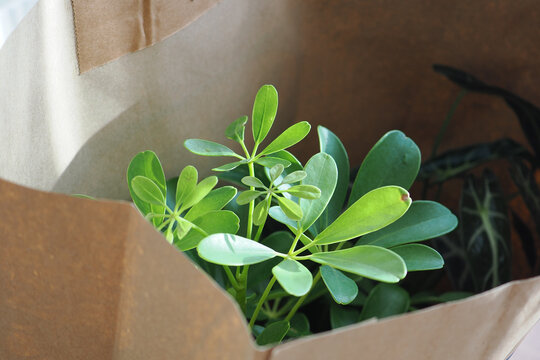 Plants in a brown paper bag on a table in sunlight