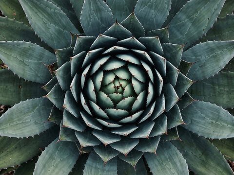 Top view of symmetrical blue agave succulent rosette