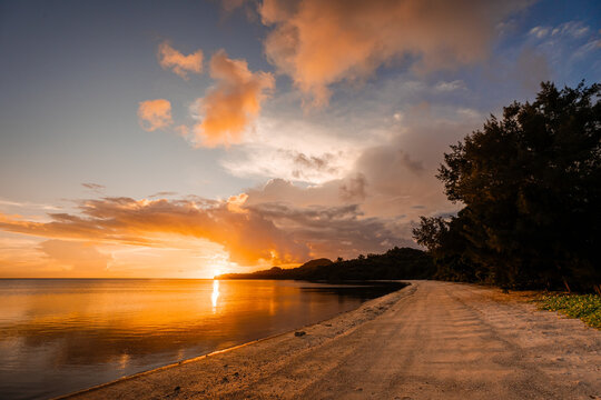 Sunset glow along a coastal path with tree silhouette