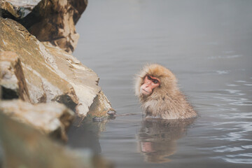 Snow monkey bathing in natural hot spring among rocks © 豊田　達矢