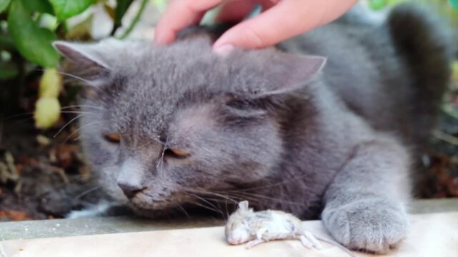 Woman hand caressing cute gray cat head with small dead mouse lying on ground next to cat paw outdoor on sunny day close-up slow motion footage.