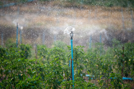 Many water sprinklers evenly spraying water across backyard garden in rural village, automated irrigation technology for growing plants in hot dry climate, watering system for farming.