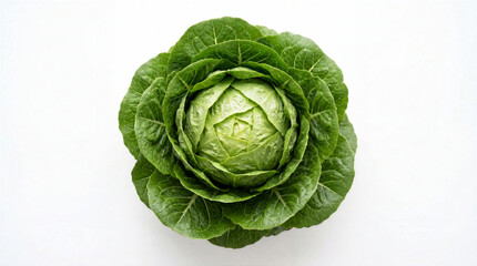 Obraz premium Fresh Green Romaine Lettuce Head Isolated On Pure White Background