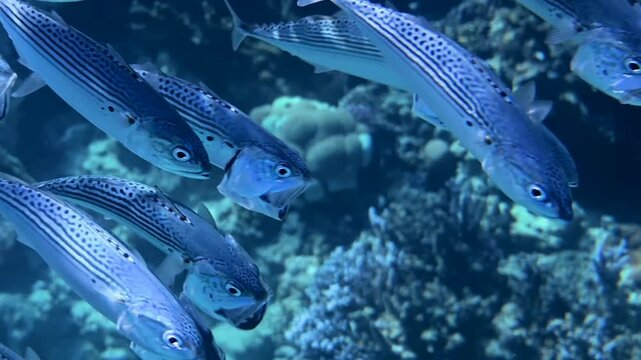 School of mackerel fish swimming in ocean currents during sunny day.