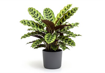 Fototapeta premium Calathea lancifolia rattlesnake plant with spotted green leaves in gray pot on white background
