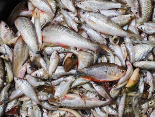 Fototapeta premium Fresh fish, fish markets in Thailand.