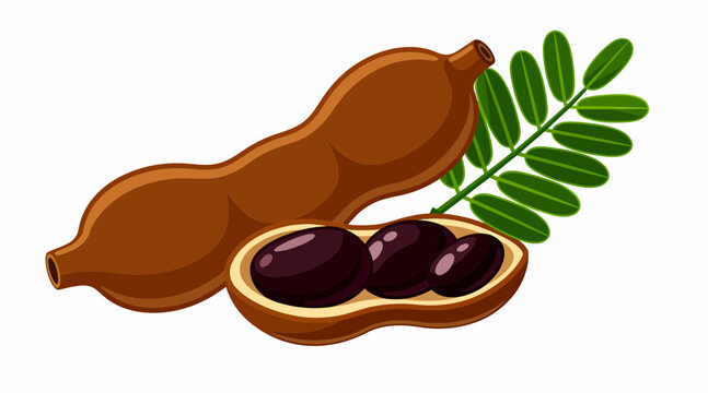 Whole and opened tamarind pod with seeds and leaves, isolated on white background, tropical fruit illustration