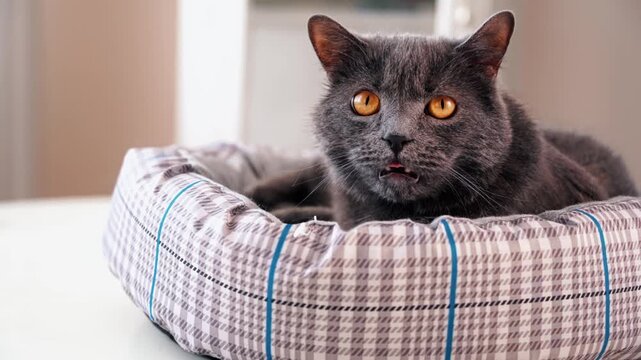 Beautiful gray british shorthair cat resting in comfortable plaid pet bed looking around.