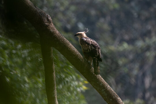 A Changeable Hawk Eagle also known as crested Hawk Eagle perched on a thick, diagonal tree branch in the forest canopy. It exhibits an erect feathers crest, a sharp hooked beak, and piercing pale eyes