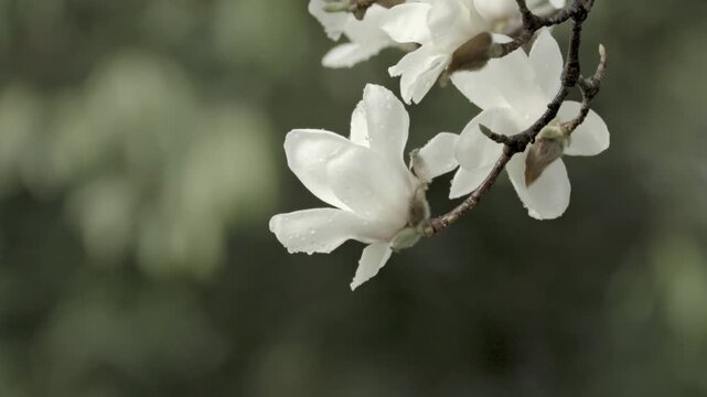 Close-up of white magnolia flower on branch in spring garden、