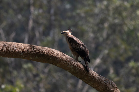A Changeable Hawk Eagle also known as crested Hawk Eagle perched on a thick, diagonal tree branch in the forest canopy. It exhibits an erect feathers crest, a sharp hooked beak, and piercing pale eyes