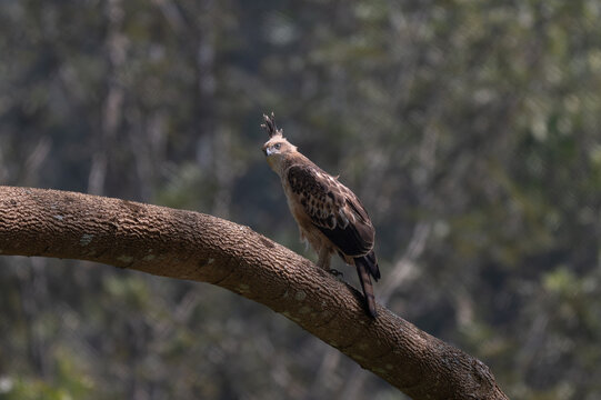 A Changeable Hawk Eagle also known as crested Hawk Eagle perched on a thick, diagonal tree branch in the forest canopy. It exhibits an erect feathers crest, a sharp hooked beak, and piercing pale eyes