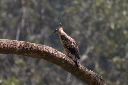 A Changeable Hawk Eagle also known as crested Hawk Eagle perched on a thick, diagonal tree branch in the forest canopy. It exhibits an erect feathers crest, a sharp hooked beak, and piercing pale eyes
