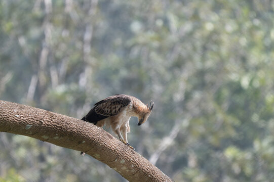 A Changeable Hawk Eagle also known as crested Hawk Eagle perched on a thick, diagonal tree branch in the forest canopy. It exhibits an erect feathers crest, a sharp hooked beak, and piercing pale eyes