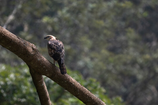 A Changeable Hawk Eagle also known as crested Hawk Eagle perched on a thick, diagonal tree branch in the forest canopy. It exhibits an erect feathers crest, a sharp hooked beak, and piercing pale eyes