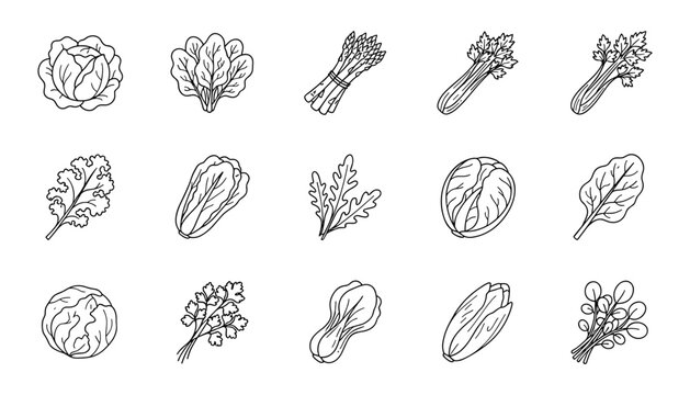 Set of vector hand drawn leafy greens and salad vegetables