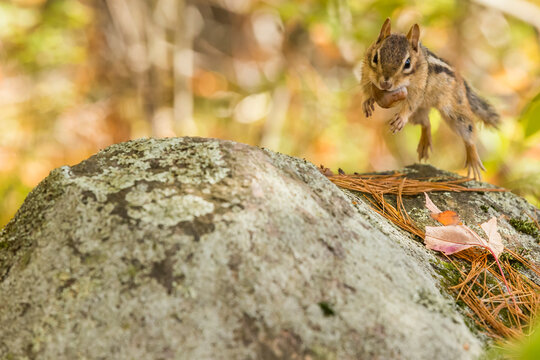 Chipmunk jumping with acorn in mouth