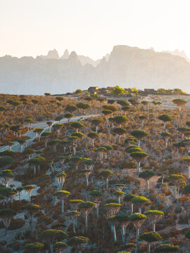 Aerial view of the unique dragon blood trees in the Firmihin Forest, with rugged mountain peaks in the background under soft golden light in Asma, Socotra, Yemen.