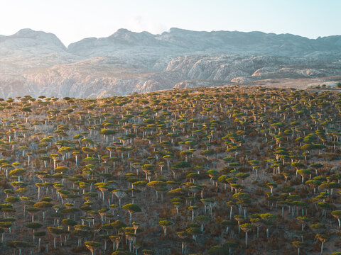Aerial view of the unique Dragon Blood Trees in the Firmihin Forest with rugged mountain terrain in the background in Asma, Socotra, Yemen.