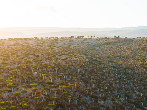 Aerial view of the Firmihin Forest with its iconic Dragon Blood trees under the warm glow of the golden hour in Asma, Socotra, Yemen.