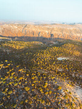Aerial view of the unique Dragon Blood Trees in the Firmihin Forest at golden hour, with rugged rocky terrain and dramatic shadows in Asma, Socotra, Yemen.