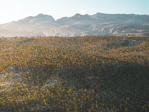 Aerial view of the unique Dragon Blood Trees in the Firmihin Forest on Socotra Island, with rugged mountains in the background under soft golden light, Asma, Socotra, Yemen.