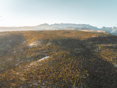 Aerial view of the unique dragon blood trees in the Firmihin Forest landscape with rugged mountains in the background at golden hour in Asma, Socotra, Yemen.
