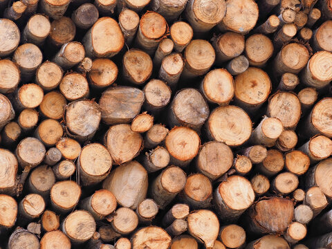 Pattern background of cut round timber logs stacked together in cross-section view.