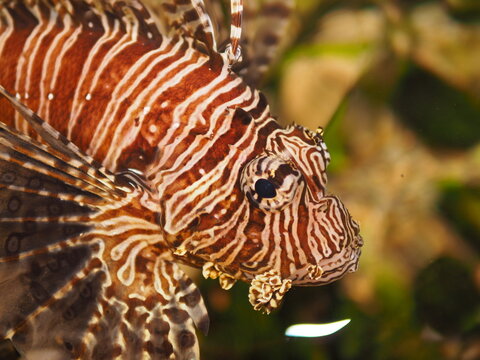 Macro portrait of venomous lionfish swimming near coral reef in tropical ocean.