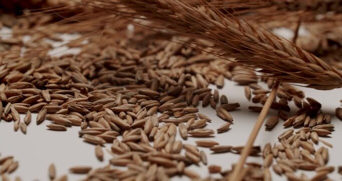 Macro view of spinning dry stalks and harvested oat grains on a white background, highlighting the details of the rich harvest and promoting concepts of agriculture and natural food