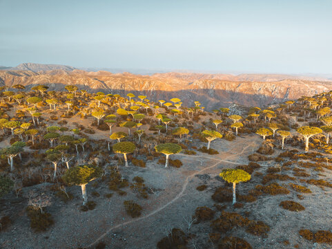 Aerial view of Campsite Firmihin Forest with numerous iconic dragon blood trees scattered across the rugged landscape under warm golden hour light Asma, Socotra, Yemen.