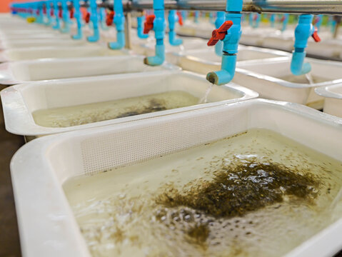 Modern aquaculture hatchery facility showing fish egg incubation tray system with blue PVC water valves.