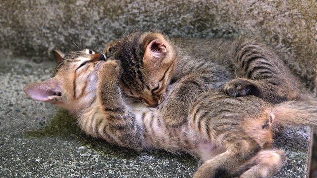 Striped Kittens Playing and Jumping on Stone Steps Outdoors