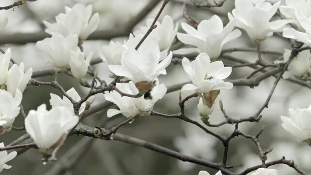 Close-up of white magnolia flower on branch in spring garden、