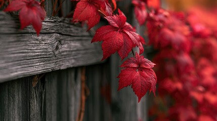 Naklejka premium Rustic wooden fence overgrown with vibrant red autumn foliage