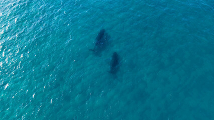 Naklejka premium Aerial View of Two Humpback Whales Swimming in Clear Turquoise Water
