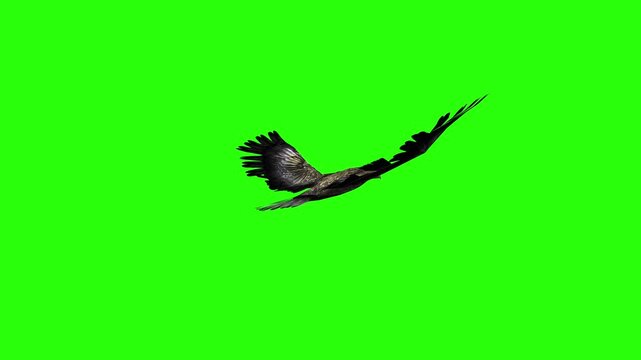 Flying eagle or falcon bird and crow in the sky with green screen or chroma key video clip motion background