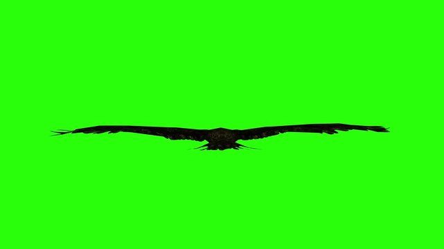 Flying eagle or falcon bird and crow in the sky with green screen or chroma key video clip motion background