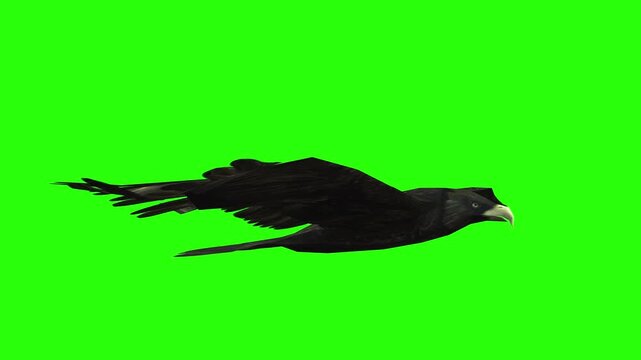 Flying eagle or falcon bird and crow in the sky with green screen or chroma key video clip motion background