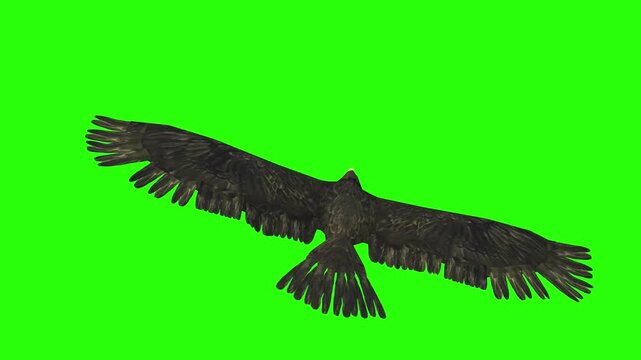 Flying eagle or falcon bird and crow in the sky with green screen or chroma key video clip motion background