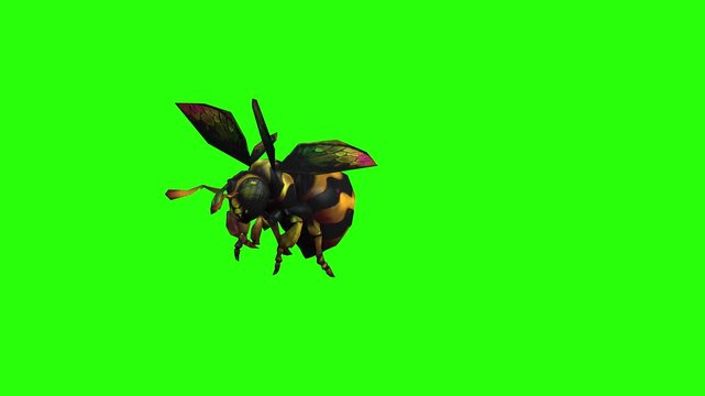 Honey bee flying inn the sky for food with green screen or chroma key video background motion art